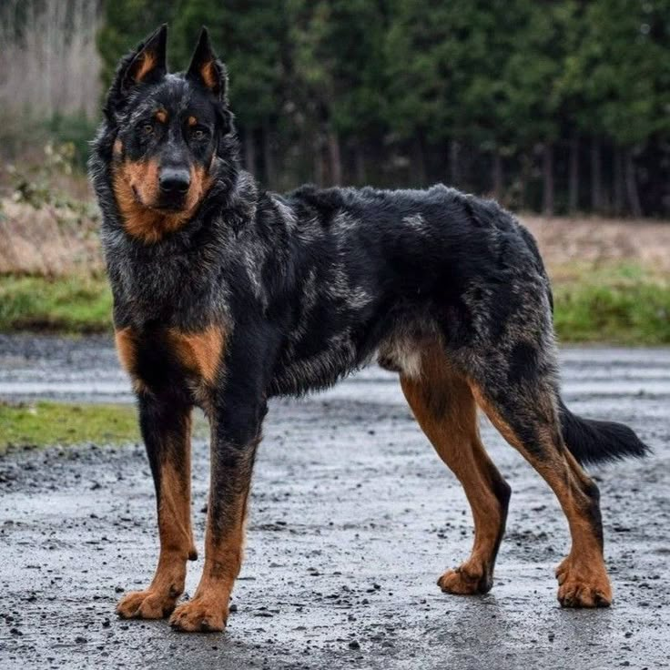 a large black and brown dog standing on top of a wet road