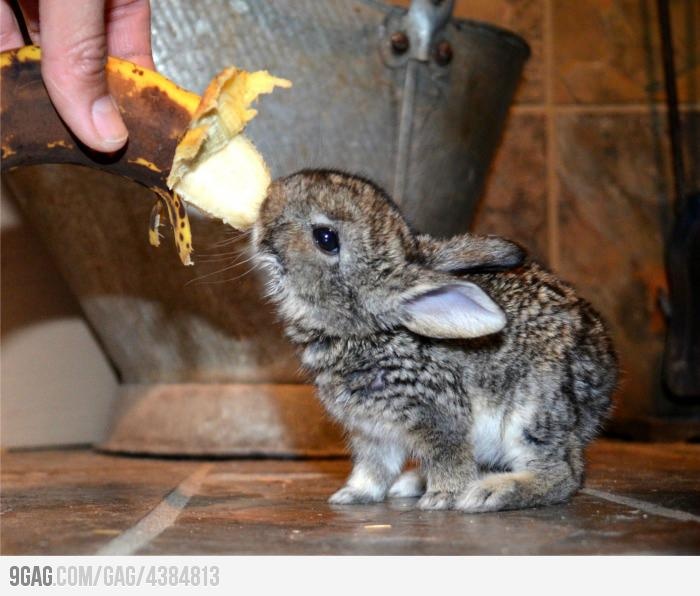 a small rabbit eating something off of a banana peel