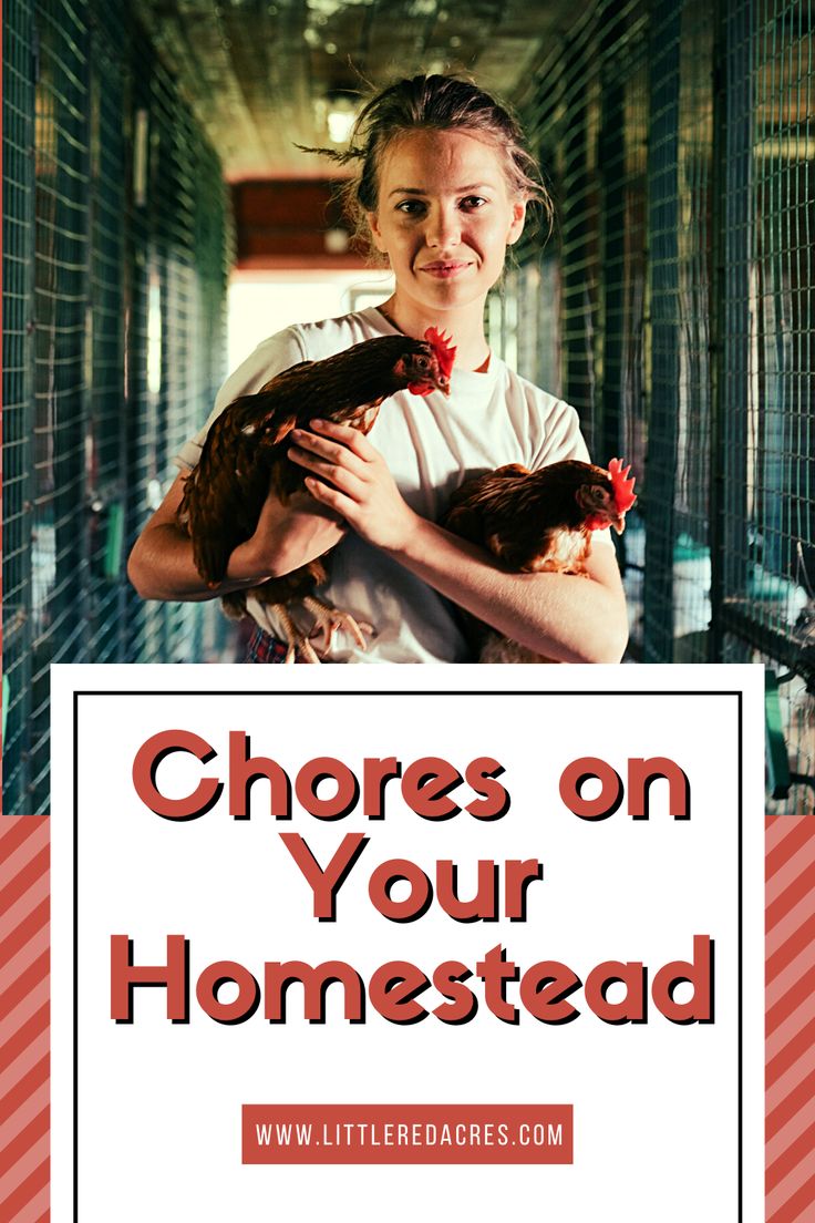 a girl holding two chickens in her arms with the words chores on your homestead