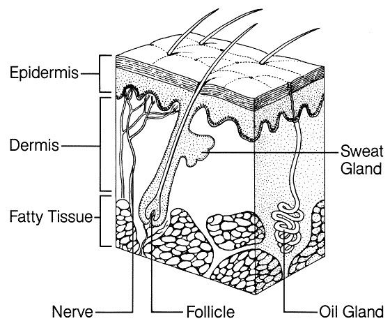 the structure of an animal's body and its external layers, including fertition