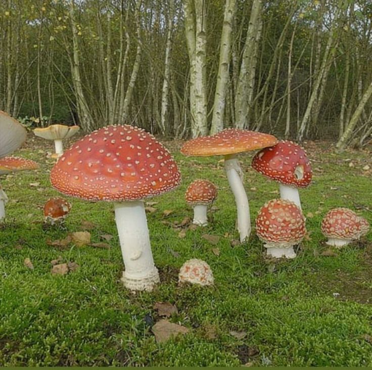 a group of mushrooms sitting on top of a lush green field next to tall trees