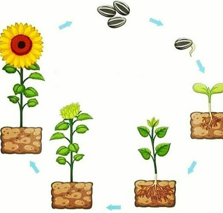 the life cycle of a sunflower is shown in three stages, from seed to flower