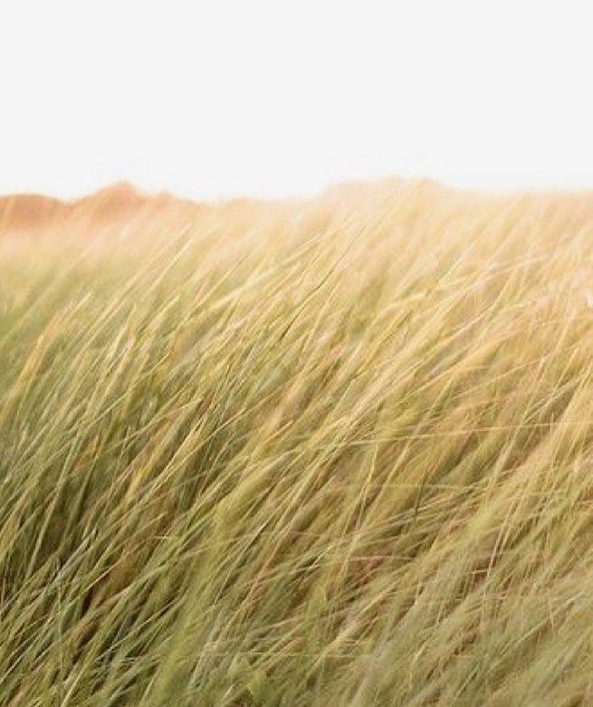 tall grass blowing in the wind on a sunny day