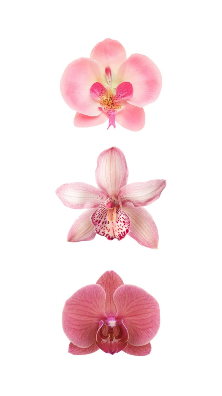 three pink orchids on a white background with one flower in the center and two flowers below