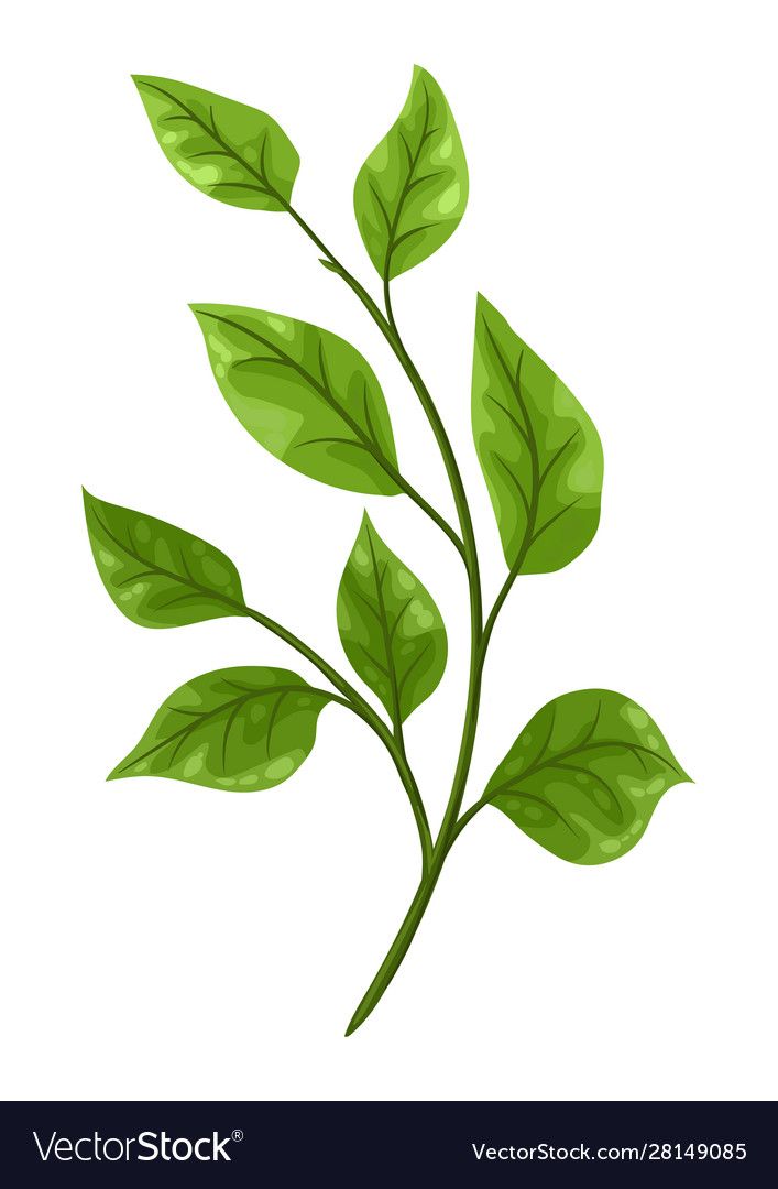 green leaves on a white background