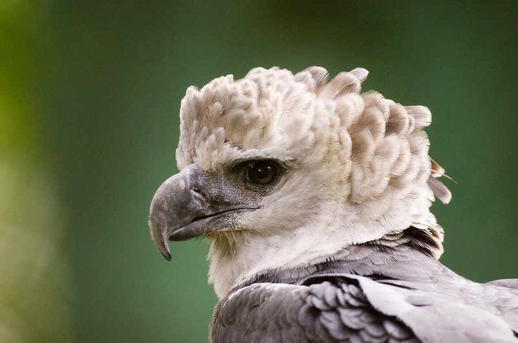 a close up of a bird with a green background