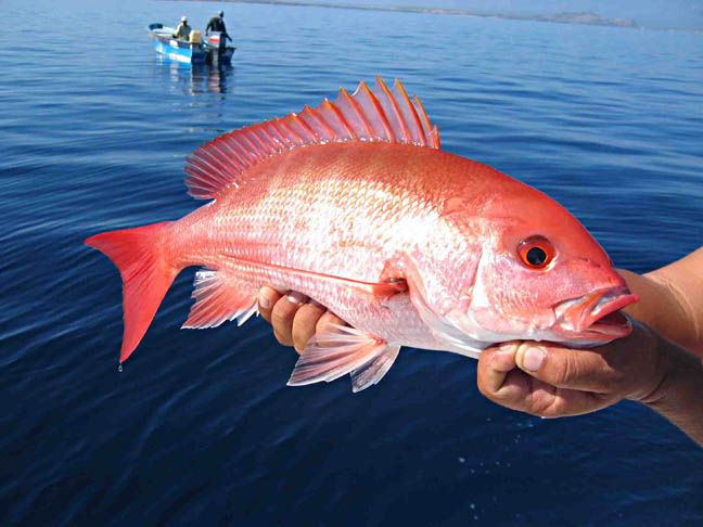 a red fish is being held in the water