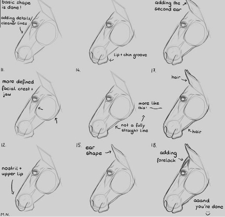 how to draw a horse's head with different angles and lines on the face