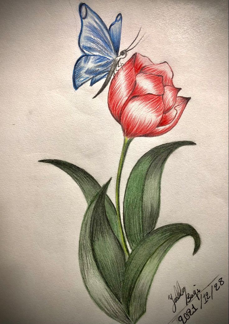 a drawing of a red flower with a blue butterfly on it's back end