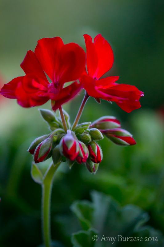 two red flowers with green leaves in the foreground and blurry background behind them