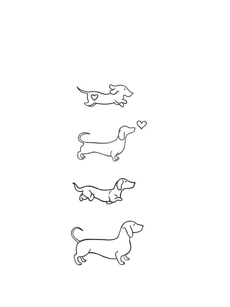 four dachshunds are lined up in the same row