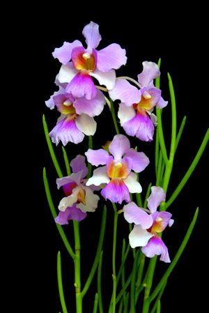 purple and yellow flowers in a vase on a black background with long green stems sticking out from the bottom