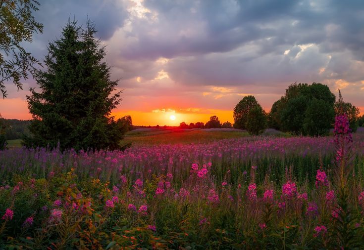 the sun is setting over a field with wildflowers and trees in the foreground