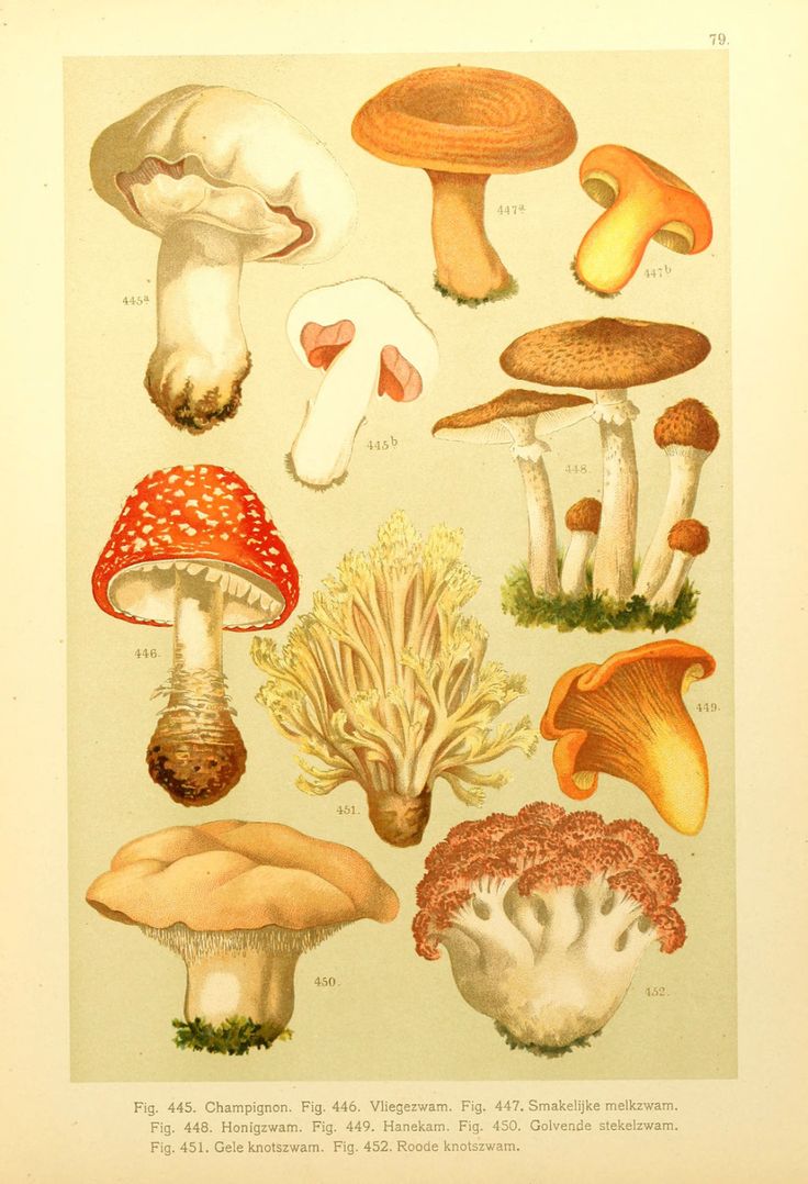 an illustration of different types of mushrooms