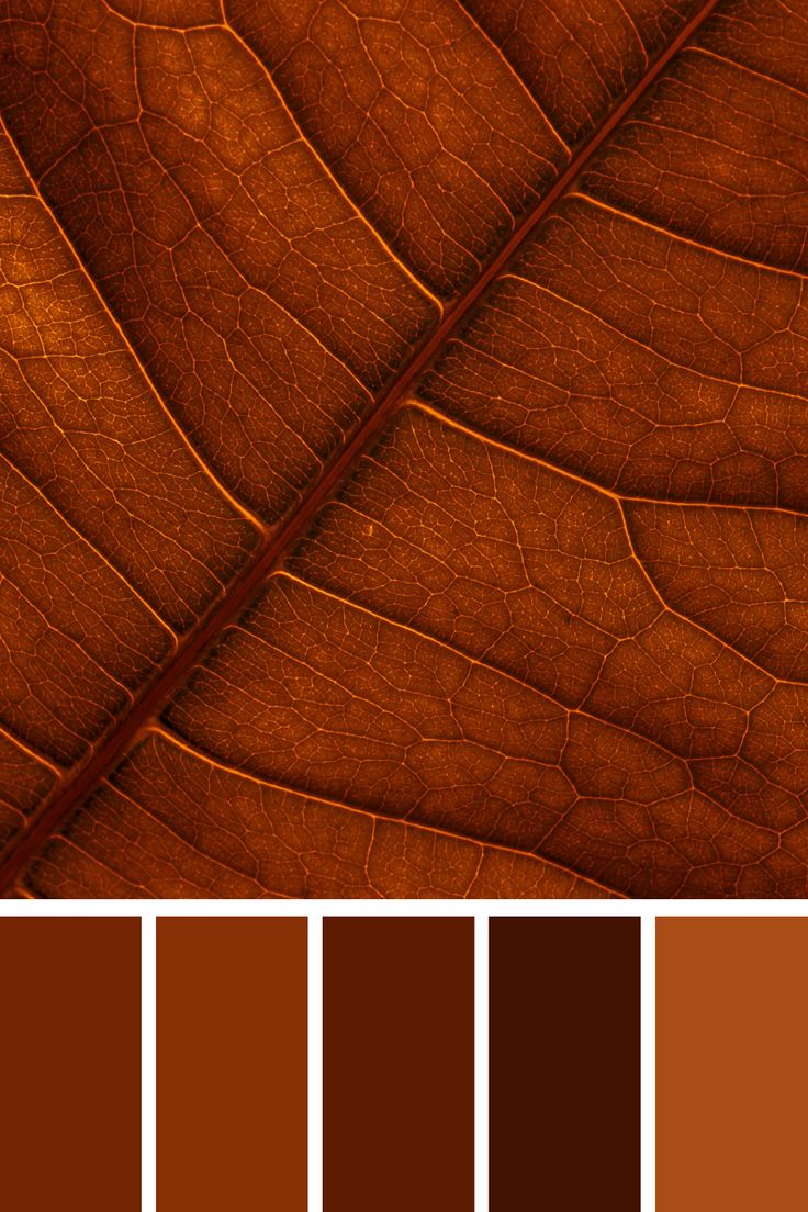 a close up view of a leaf's brown and red color scheme, with different shades