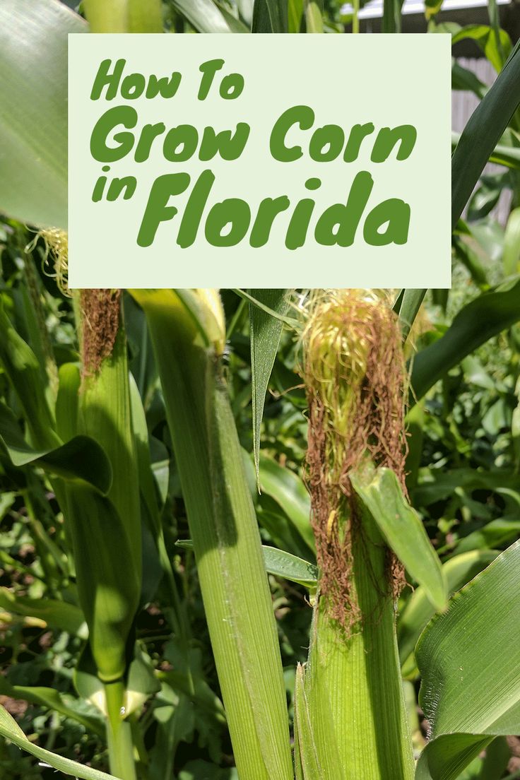 an ear of corn with the words how to grow corn in florida on it's side