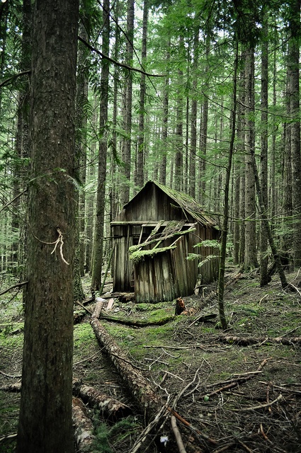 an old shack in the middle of a forest