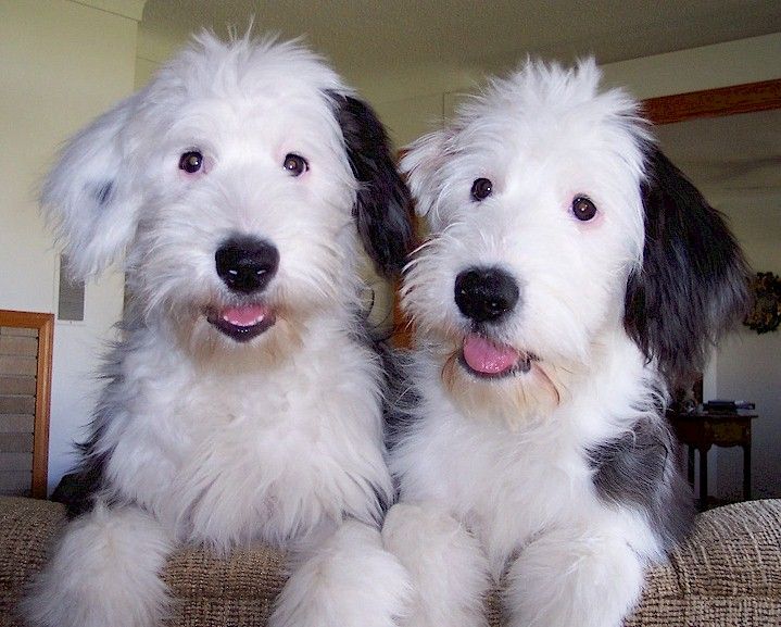 two white and black dogs sitting on top of a couch