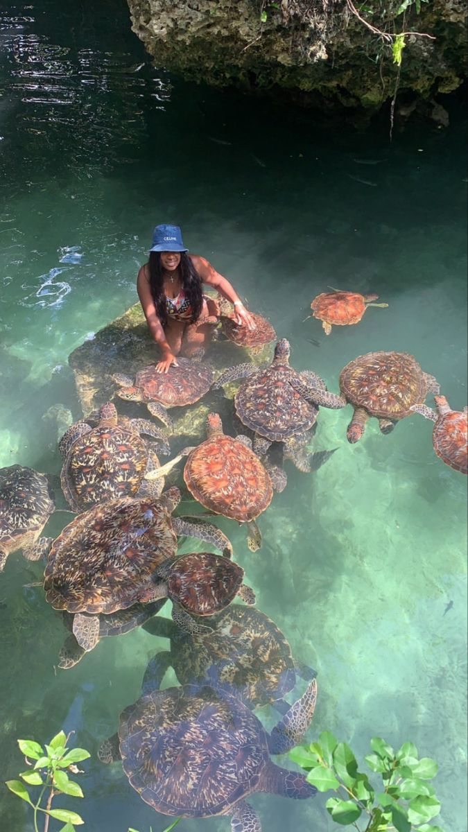 a woman in a blue hat is sitting on some rocks with turtles swimming around her