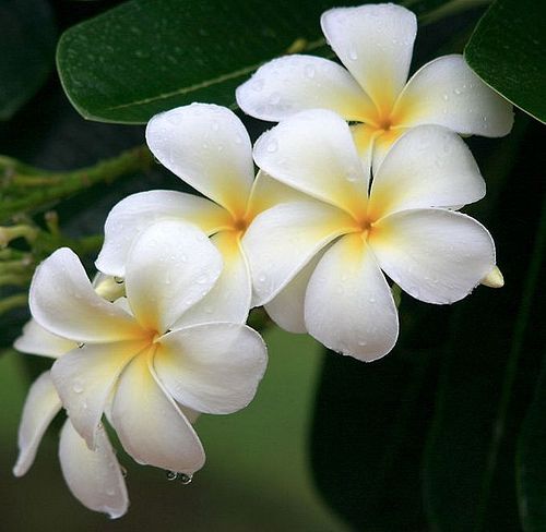 three white and yellow flowers with green leaves