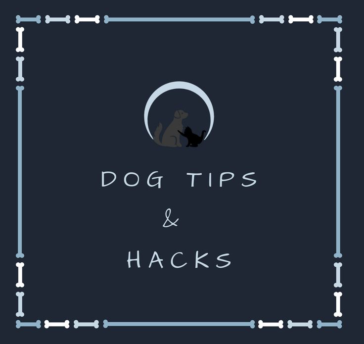 dog tips and hacks on the cover of a book with an image of a cat sitting