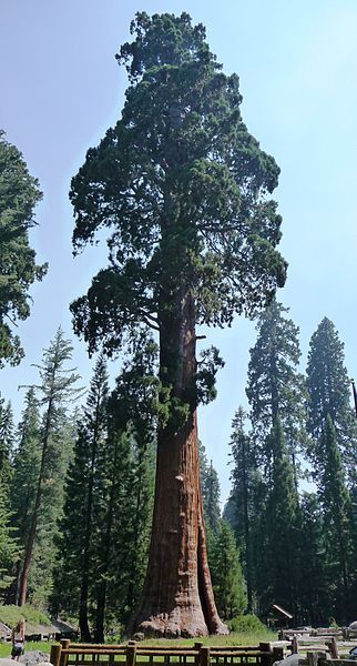 a large tree in the middle of a forest