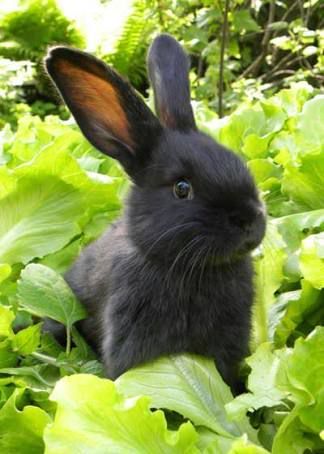 a black bunny rabbit sitting in the middle of some green lettuce plants and looking at the camera