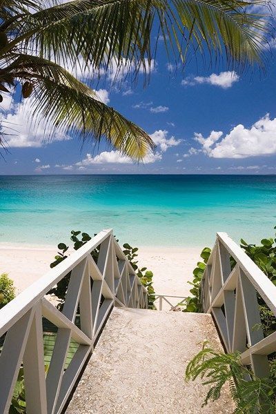 a walkway leading to the beach with palm trees on both sides and blue water in the background