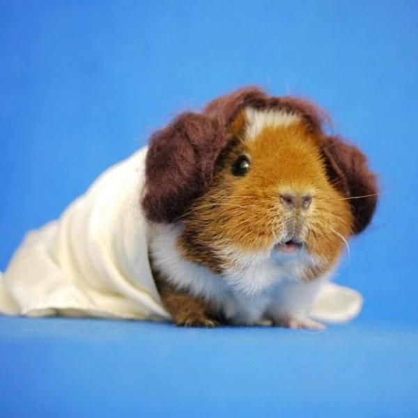 a brown and white guinea pig wearing a blanket on top of it's head