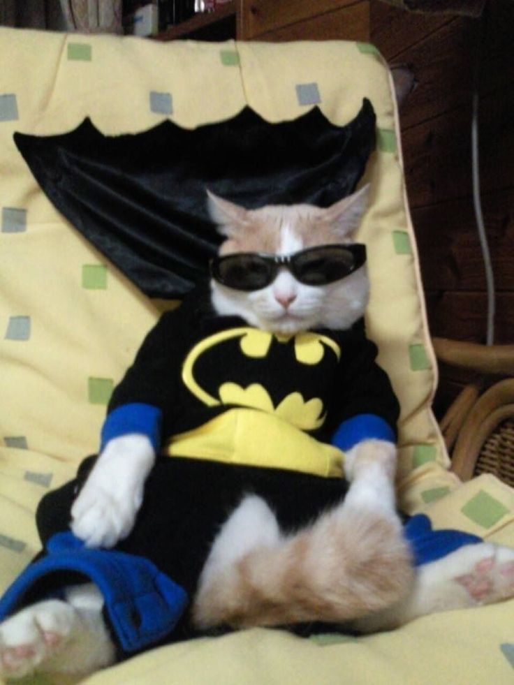 a cat in a batman costume sitting on a chair wearing sunglasses and a caped shirt