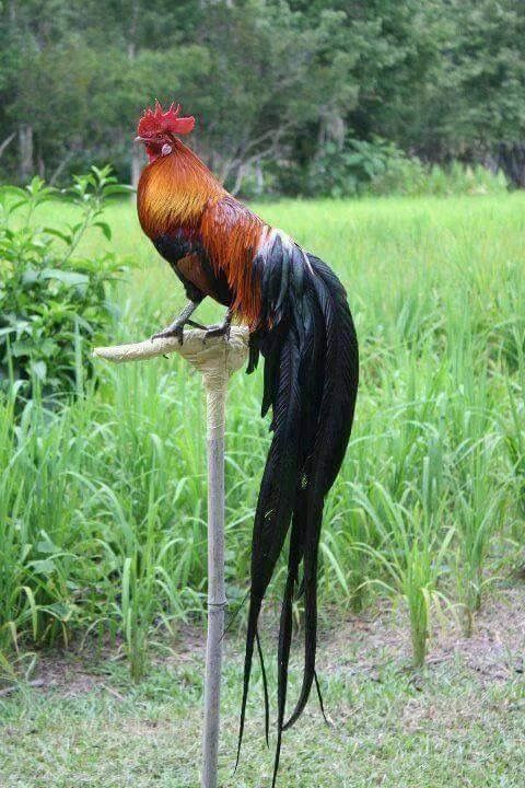 a rooster standing on top of a wooden pole in the grass next to a field