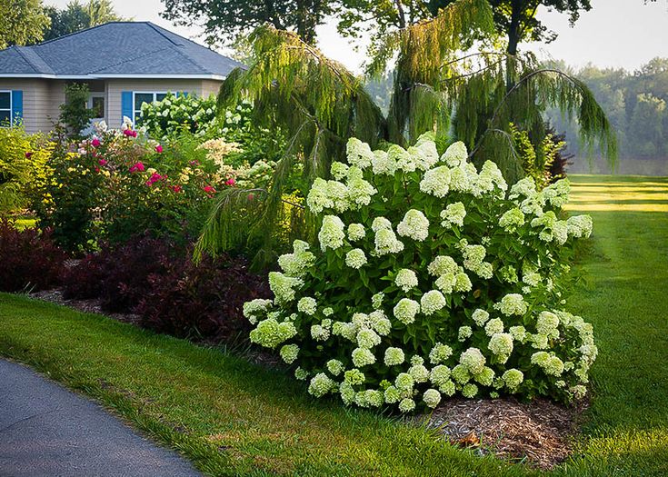 a white flower bush in front of a house with trees and bushes around it on the side walk