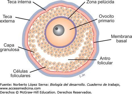 the structure of an eye labeled in spanish