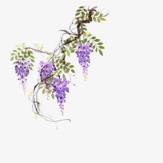 purple flowers are blooming on the vine in front of a white background with green leaves