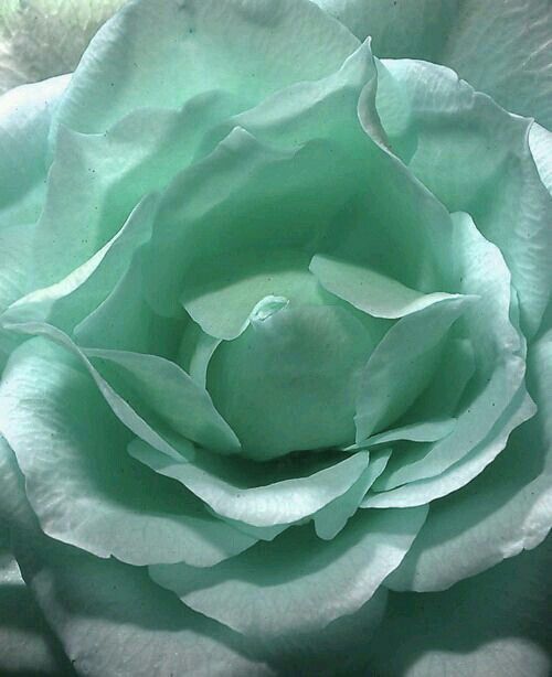 a large white rose is in the middle of its blooming petals, with light blue hues