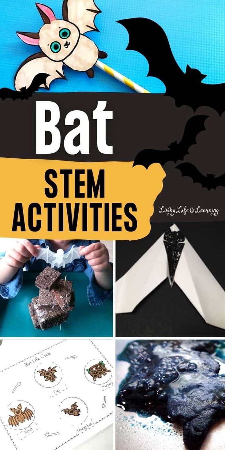 Bat Science Experiments, Bat Facts For Kids, Bats Kindergarten, Bat Activities For Kids, Bats Unit Study, Bat Lessons, Homeschool Halloween, Bat Activities, Bats Activities