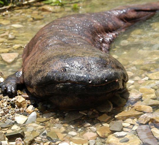 an animal that is laying down in the dirt and water with its head on it's back