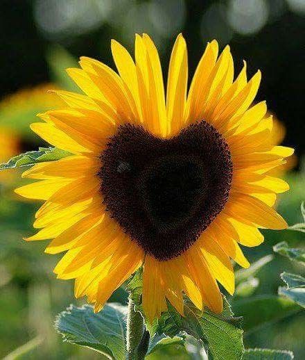 a large sunflower with a heart shaped center