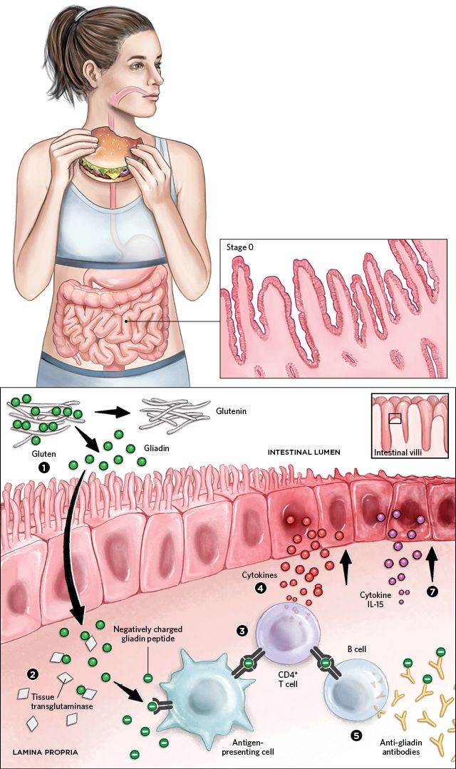 Medicine Notes, Basic Anatomy And Physiology, Sistem Pencernaan, Biology Facts, Medical Student Study, Biology Lessons, Medicine Student, Human Body Anatomy, Medical School Inspiration