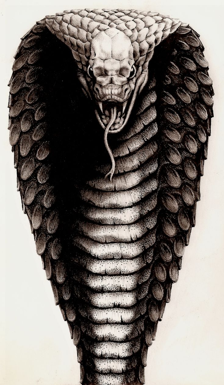 a black and white drawing of a snake with its head in the shape of a cobra