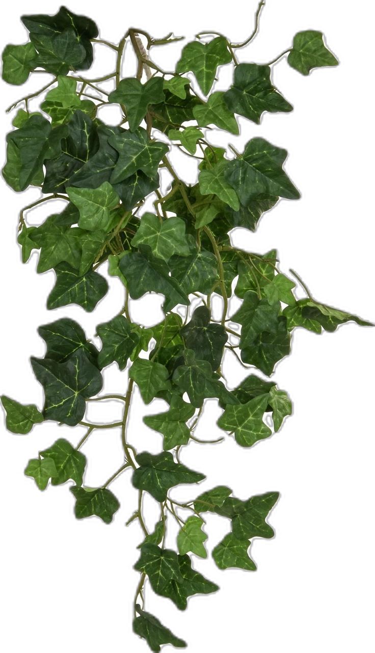 a plant with green leaves is shown on a white background