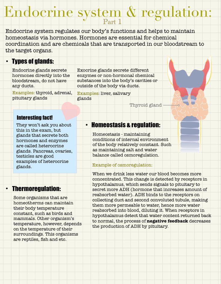 the endocine system and regulation info sheet with information on it, including an image of