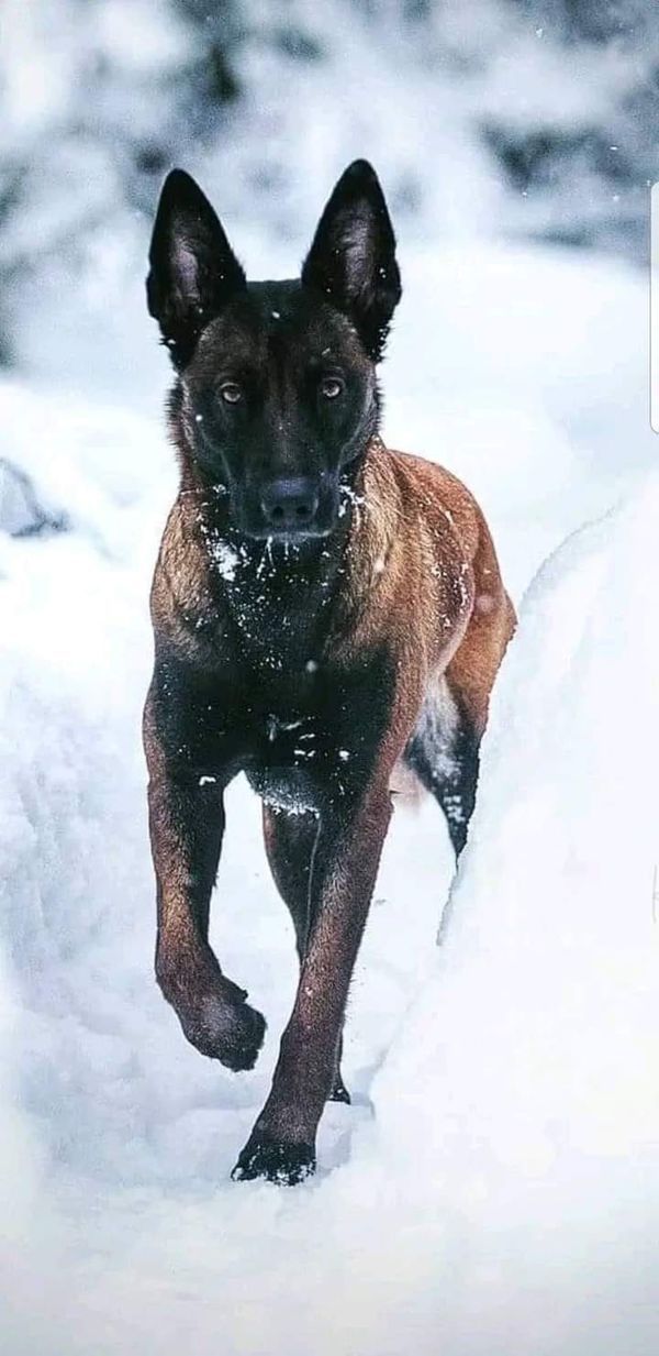 a dog is running through the snow with his head turned to look at the camera