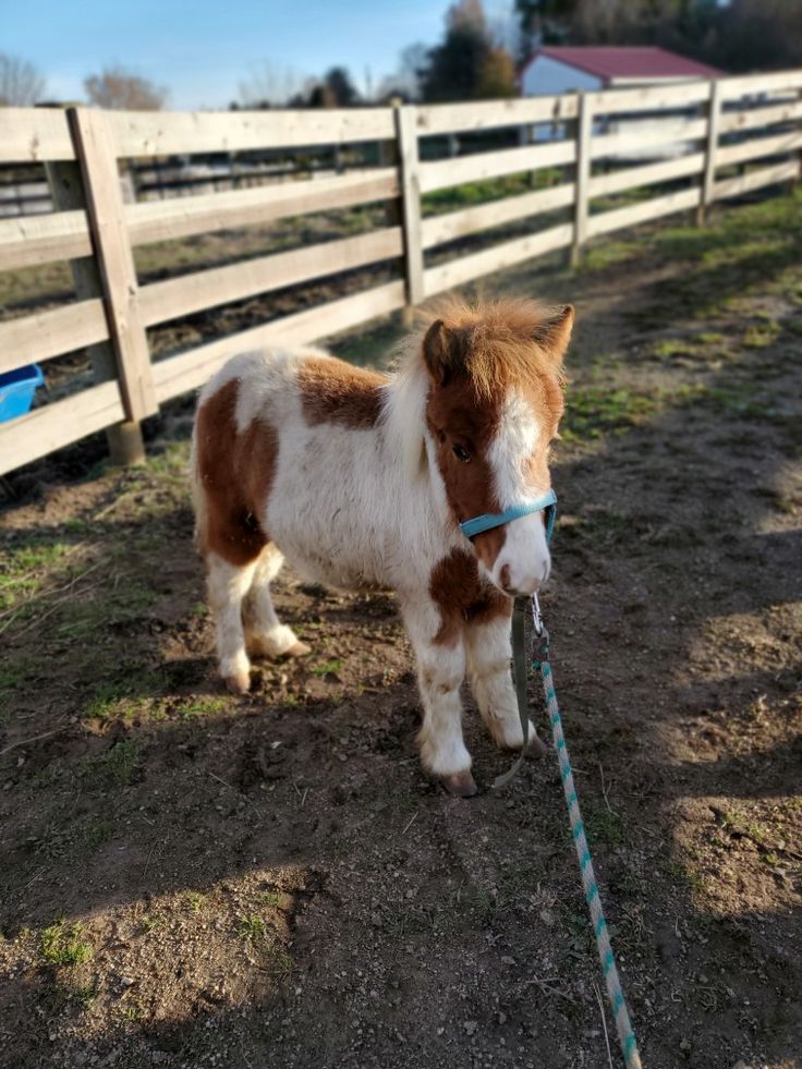 a small brown and white horse tied up to a fence with a blue leash on it's neck