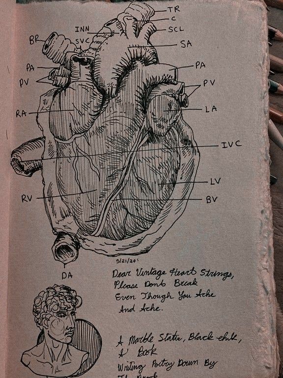 a drawing of the human heart on a piece of paper with notes attached to it