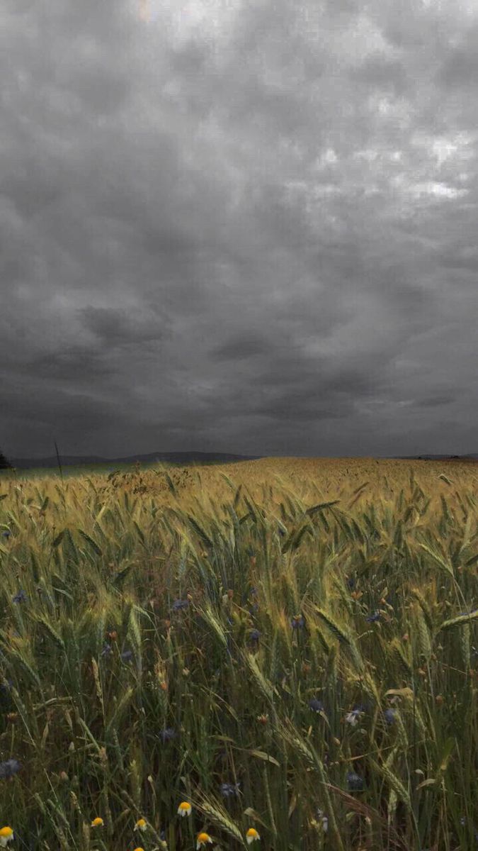 a large field full of tall grass under a dark sky with clouds in the background