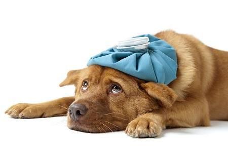 a brown dog wearing a blue bow laying on top of it's head with the caption i looked up my syopions on google, it says i'm dying