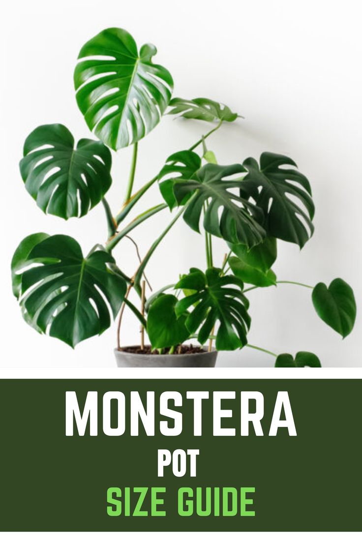 Monstera Pot Monstera Deliciosa Care, Monstera Plant Care, Monstera Plants, Lucky Plant, Planting Tips, Plant Care Houseplant, Self Watering Pots, Beautiful Leaves, Cheese Plant