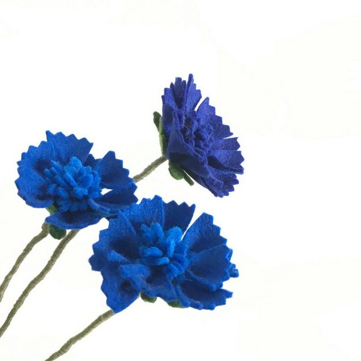 two blue flowers are shown against a white background