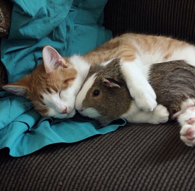 a cat laying on top of a brown couch next to a guinea pig lying on it's back